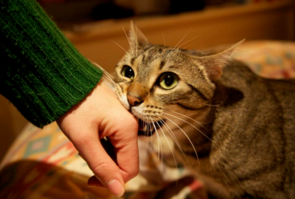 上门喂养VS宠物店寄养，铲屎官们放假后猫咪该何去何从？