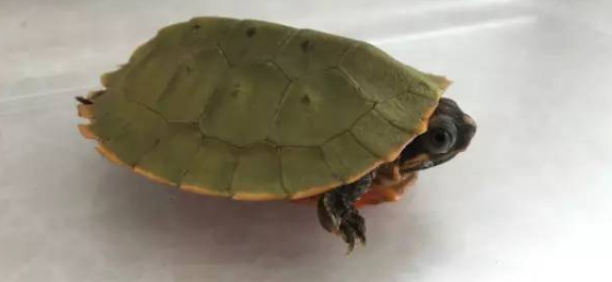 想知道马来果龟的寿命是多少年？看完这篇文章就知道了