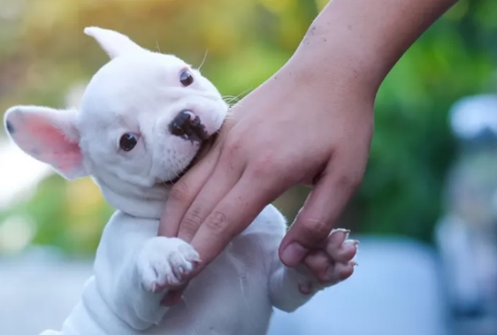 快来了解,狗为什么用牙齿轻轻地咬主人? 快来了解,狗为什么用牙齿轻轻地咬主人?