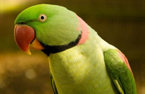 亚历山大鹦鹉值不值得养？不了解就别轻易饲养