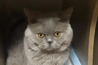 猫咪应该怎么吃营养膏呢