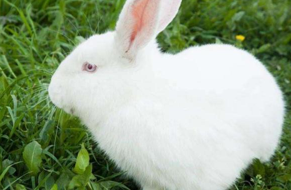 兔子拉血是怎么回事？让你秒懂兔兔哪里生病了！