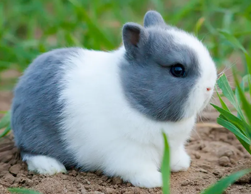 西施兔耐热吗？感兴趣过来看看