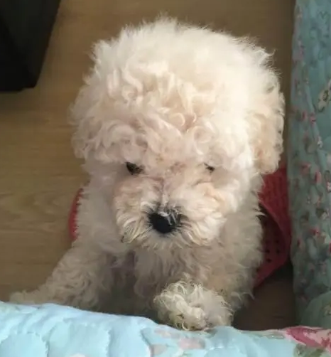 比熊小体的标准是什么，一起来看看