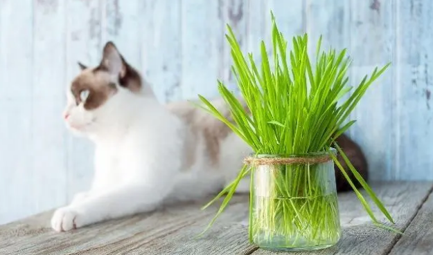 猫草在猫咪生活饮食中起一个什么作用？猫为什么要吃猫草？