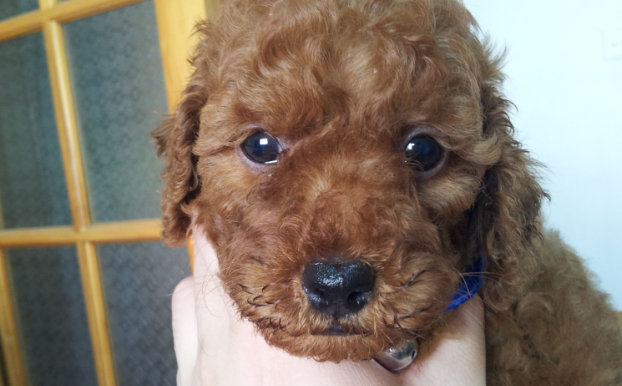 小型贵宾犬和泰迪一样吗？真相竟然是……