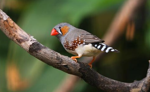 一起来了解一下斑胸草雀是珍珠鸟吗？