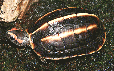 三棱黑龟怎么饲养？想养的人可以来看看