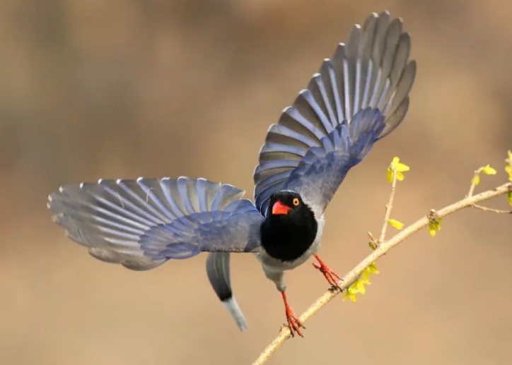 你们说，红嘴蓝鹊如何饲养啊？