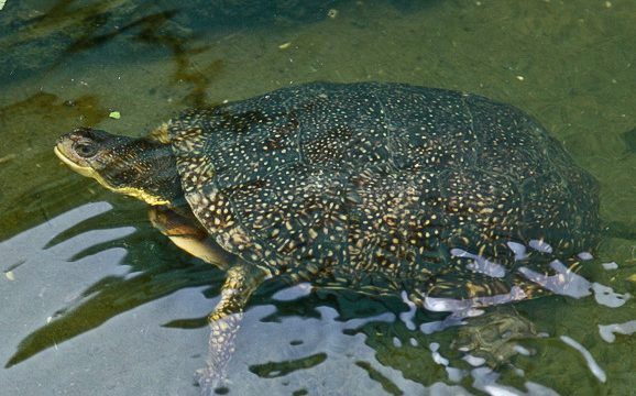 流星泽龟好不好养？新手龟友该不该选择？