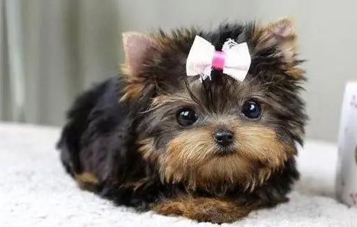 约克夏寿命一般多少年？想养的人可以看看！