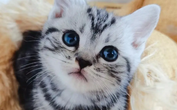 美短虎斑性格怎么样？如此受铲屎官喜爱是有原因的！