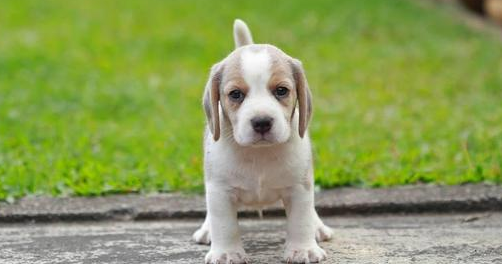 狗狗老叫唤是什么原因？我来告诉你答案！