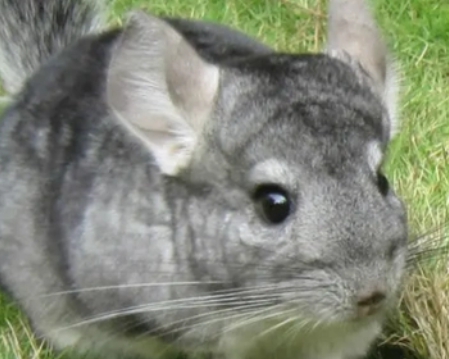 龙猫可以吃哪些新鲜水果，主人一定要知道~