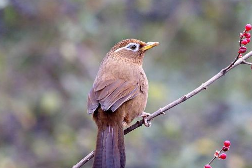 为什么画眉鸟越养越怕人？全看你怎么养！