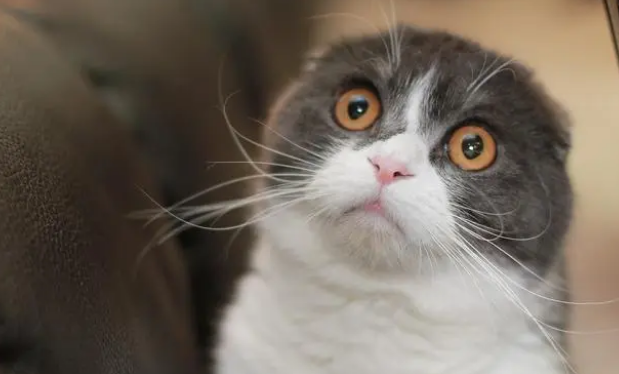 猫砂不能随便选,要通过这三方面考虑 猫砂不能随便选,要通过这三方面考虑