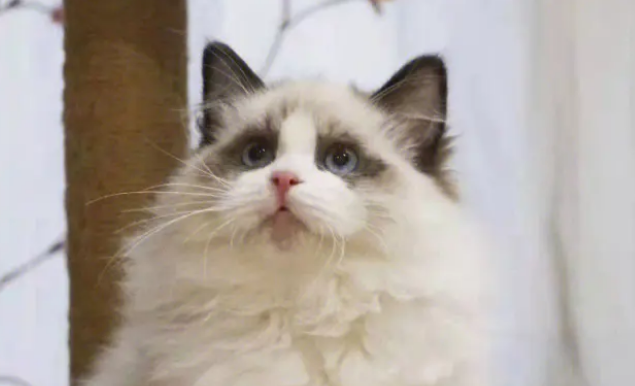 布偶蓝双和海双的区别在哪?看本文就知道 布偶蓝双和海双的区别在哪?看本文就知道