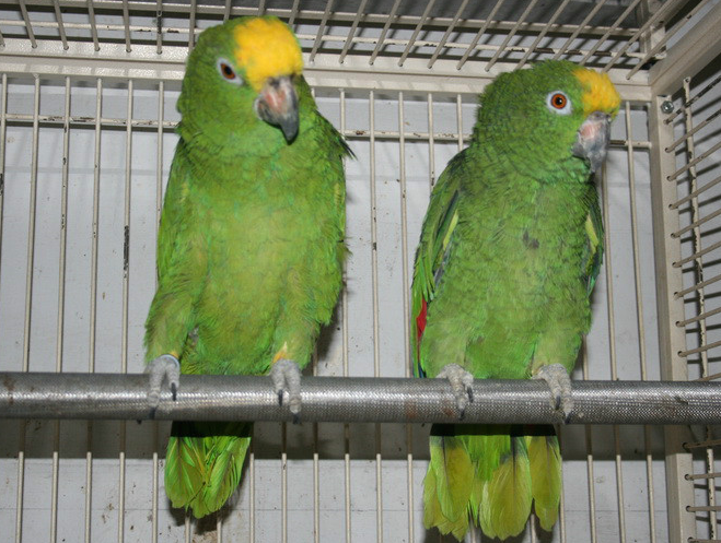 不知道双黄头亚马逊鹦鹉活多少年?看这里 ! 不知道双黄头亚马逊鹦鹉活多少年?看这里 !