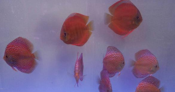 鱼缸的水质就是一个透字，这个鱼缸如果三天不换水就有可能闷缸