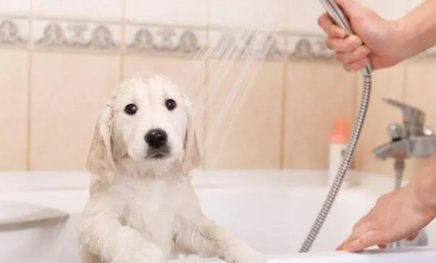 养小狗建议在家给它洗澡,简单干净,不易因宠物店感染皮肤病 养小狗建议在家给它洗澡,简单干净,不易因宠物店感染皮肤病