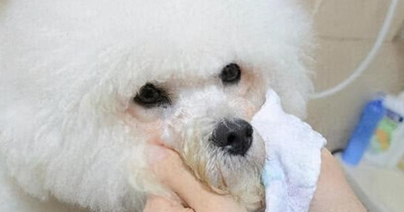 科普时间：狗狗泪痕到底是怎么回事？