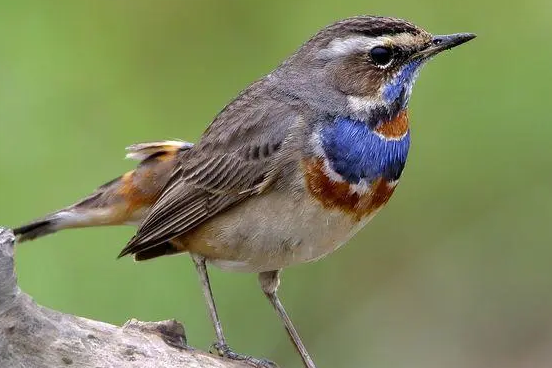 蓝喉歌鸲的繁殖方式是什么？来了解下吧