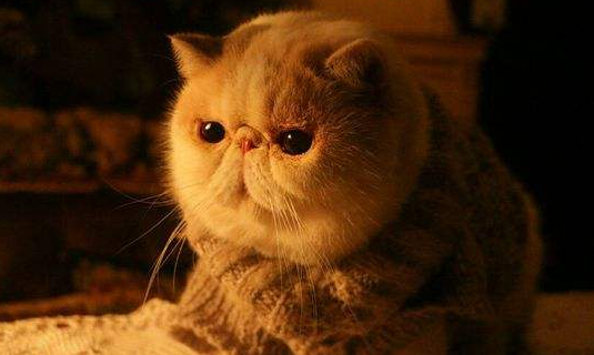 一文带你了解，加菲猫能与几种猫配种呢？