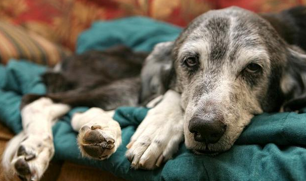 狗狗临死前躲起来的原因,你知道吗? 狗狗临死前躲起来的原因,你知道吗?