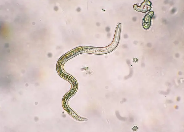 如何为猫咪做驱虫？建议收藏，以后会用得上