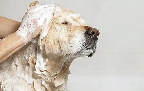 养狗省钱攻略：动手帮狗狗洗澡详细教程