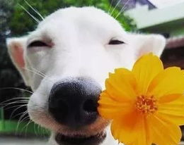 室外养狗注意什么? 室外养狗注意什么?