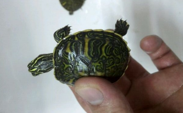 南美彩龟和巴西龟的区别有哪些？快来看