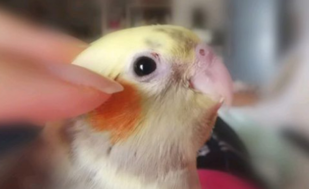 玄凤鸟吃什么食物？这些都可以，不挑食！