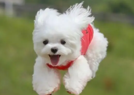 刚出生的小狗可以晒太阳吗?铲屎官们了解一下吧! 刚出生的小狗可以晒太阳吗?铲屎官们了解一下吧!