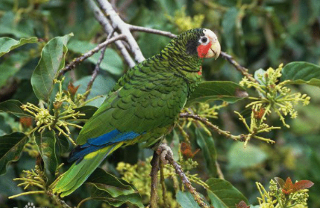 古巴亚马逊鹦鹉吃什么？快来看看这篇文章！