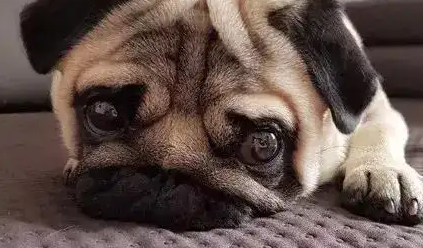 狗狗委屈起来是什么样的？铲屎官一定要知道