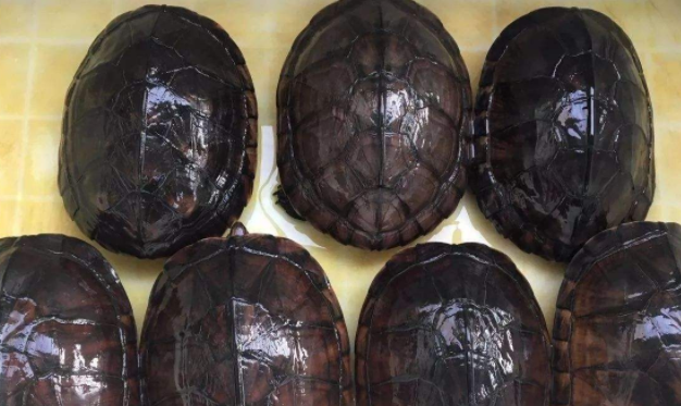 缅甸黑山龟和庙龟哪个大？其实不相上下