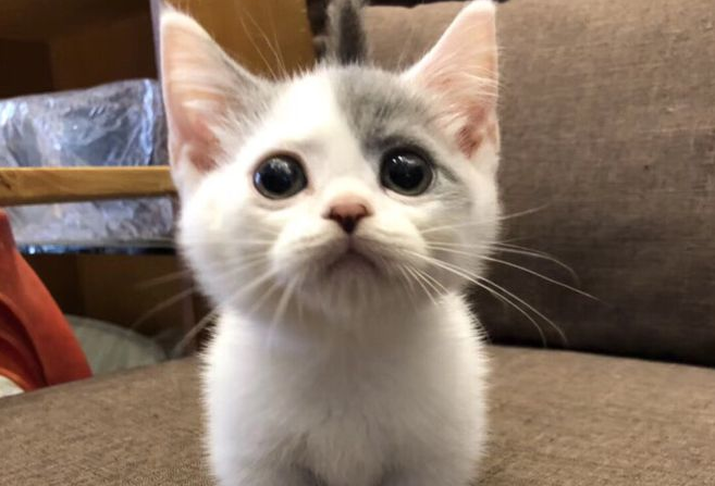 给猫咪长期吃益生菌是可以的吧？