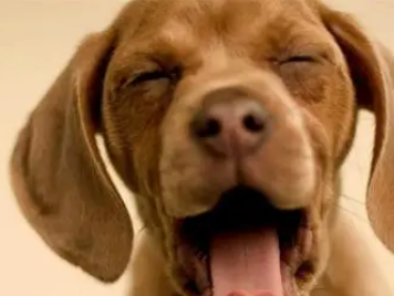 宠物可以吃人的益生菌吗?为什么 宠物可以吃人的益生菌吗?为什么