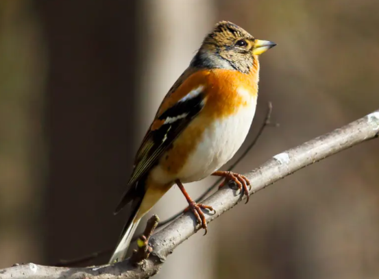 燕雀怎么训?其实方法很简单! 燕雀怎么训?其实方法很简单!