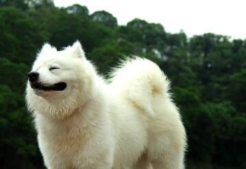 萨摩耶，还是看别人家养最好玩！