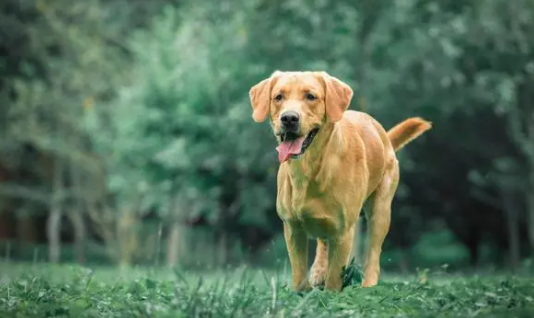 宠主来了解：从星座可以看出你适合养什么狗狗！