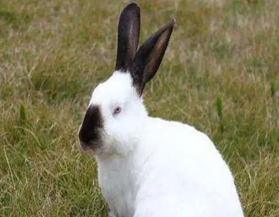 伊拉兔价格多少，不妨来看看