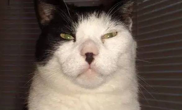 猫胡子断了一半是什么原因？一般是这几种原因