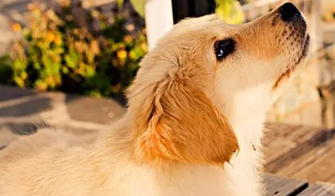 狗吃什么钙片容易吸收 狗吃什么钙片容易吸收