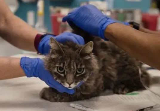 快来瞧瞧，新冠阳性患者的猫怎么处理吧！