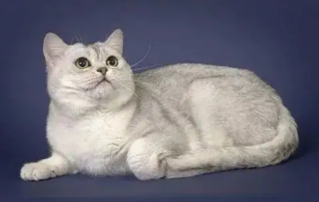 好奇布偶和美短配出来的是品种猫吗？不知道的来这找答案