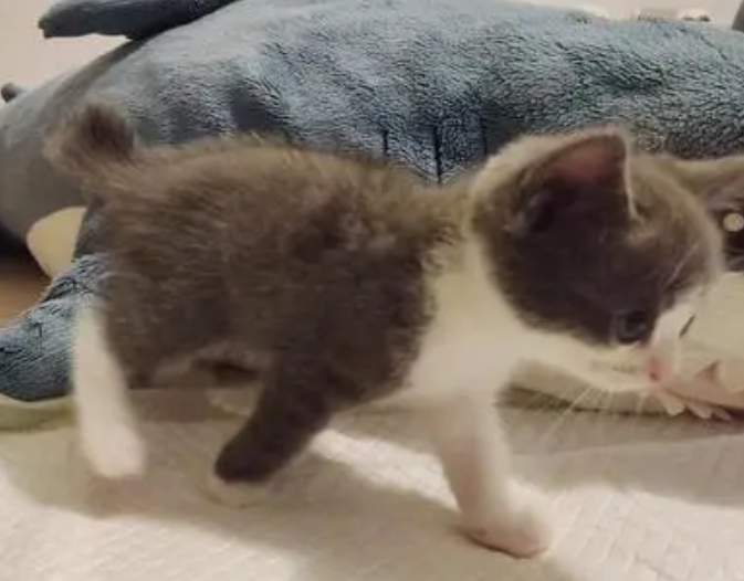 不知道麒麟尾和折尾的区别在哪？看这里！