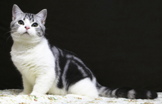 美短金渐层和英短金渐层区别？原来有这些～