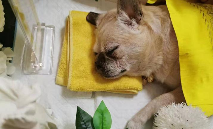 宠物殡葬：是体面告别也是现实需求